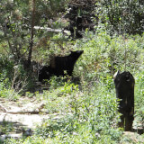 Black bear taking shade by a tree and sniffing the air