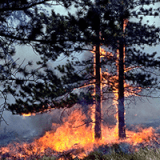 A Season of Chaos: Wildfires in Boulder Profile Photo