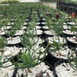 Boulder County limber pine seedlings being grown at New Mexico State University tree nursery