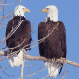 Bald Eagles in Boulder’s Backyard! Profile Photo