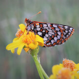 The Wild World of Butterflies Profile Photo