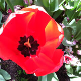 CANCELED: Tulip Planting Profile Photo