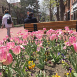 Pearl Street Mall Tulip Planting and Mulching Profile Photo