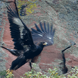 The Cliff-Nesting Raptors of OSMP Profile Photo