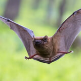 Buhos y Murcielagos --- Los Embajadores del Mundo Nocturno Profile Photo