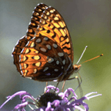 Pollinator Gardening with Native Plants Profile Photo