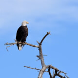 Bald Eagle Viewing Profile Photo