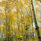 Aspen Trees with Yellow Colored Leaves