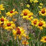 Wildflowers of Boulder County Slide Program Profile Photo