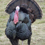 Talkin' Turkeys: A Family Hike Profile Photo