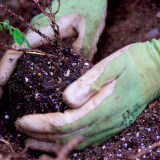 A close up photo of a volunteer's hands planting a native shrub.