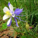 Wildflowers of Boulder County Slideshow Program Profile Photo