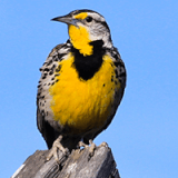 CANCELED - Bird Watching and Plein Air Painting Profile Photo