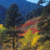Autumn on Flagstaff Mountain: A colorful hike Profile Photo
