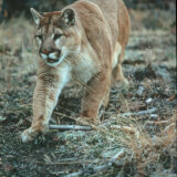 Crepuscular Wildlife Profile Photo