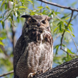 Whooo Are The Owls? Owls of Boulder County Profile Photo