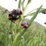 CANCELED: Buzz! Buzz! Pollinators Abound Profile Photo