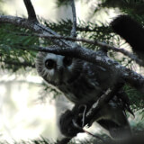 Whooo are the Owls? Owls of Boulder County Profile Photo