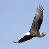 Birds of Prey Driving Tour Profile Photo