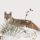 Curious about Coyotes? Profile Photo