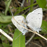 Moth Month Celebration Profile Photo