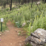 Trailside Clearing at Heil Valley Ranch Profile Photo