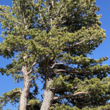 Limber Pine Seeding Profile Photo