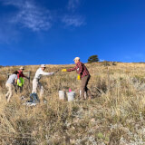 People on a hillside working on removing a barbed wire fence