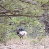 Turkey walking among the ponderosa pines