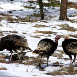 Wintering Birds of Boulder County Profile Photo