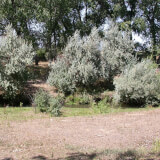 A large grove of russian olive trees along a creek