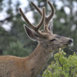 Oh Deer, Elk and Moose! Profile Photo