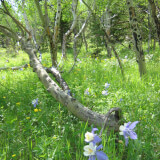 Flowering at Altitude Profile Photo