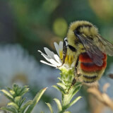 Where Would We BEE Without Pollinators? Profile Photo