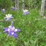 Wildflowers of Boulder County Slide Program Profile Photo