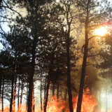 Fire Ecology Hike: The Story of the Cal-Wood Fire Profile Photo