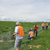 Volunteers installing prairie dog fence in green field wearing orange vests