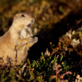 The Yip About Prairie Dogs Profile Photo