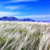 The Cool Grasses of Boulder County Profile Photo