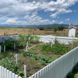 A green garden surrounded by a white pickett fence.