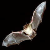 Monitoring: Bats Get Involved Photo