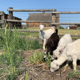 Goats eat grass inside a pen at the Agricultural Heritage Center